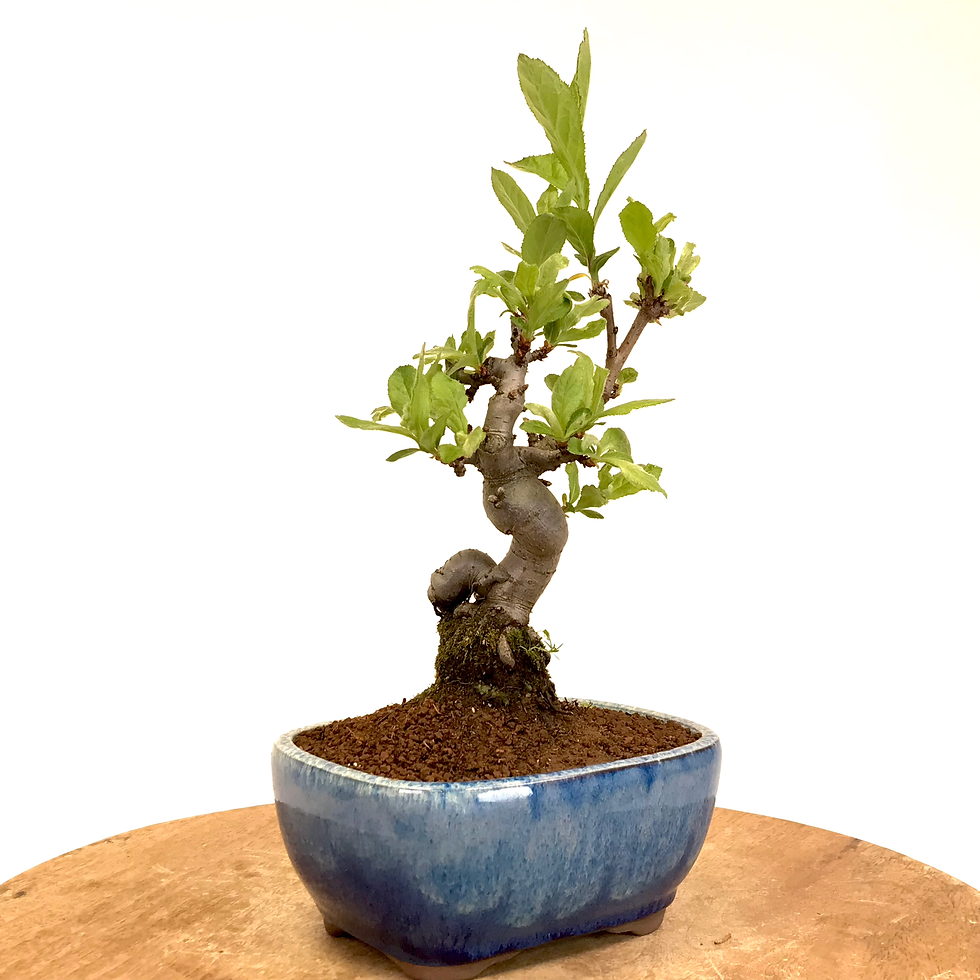Miniature : PHOTINIA Villosa 12-13 ans de 31 cm de hauteur  C67