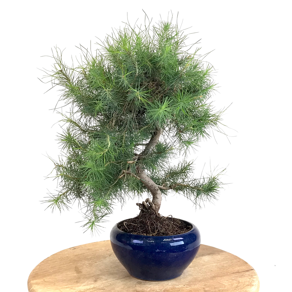 Miniature : PIN de Provence PINUS Halepensis 12-13 ans de 40 cm de hauteur   C40