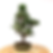 Miniature : PINUS Thunbergii PIN noir du Japon KOTOBUKI 13 ans de 38 cm de hauteur   X77