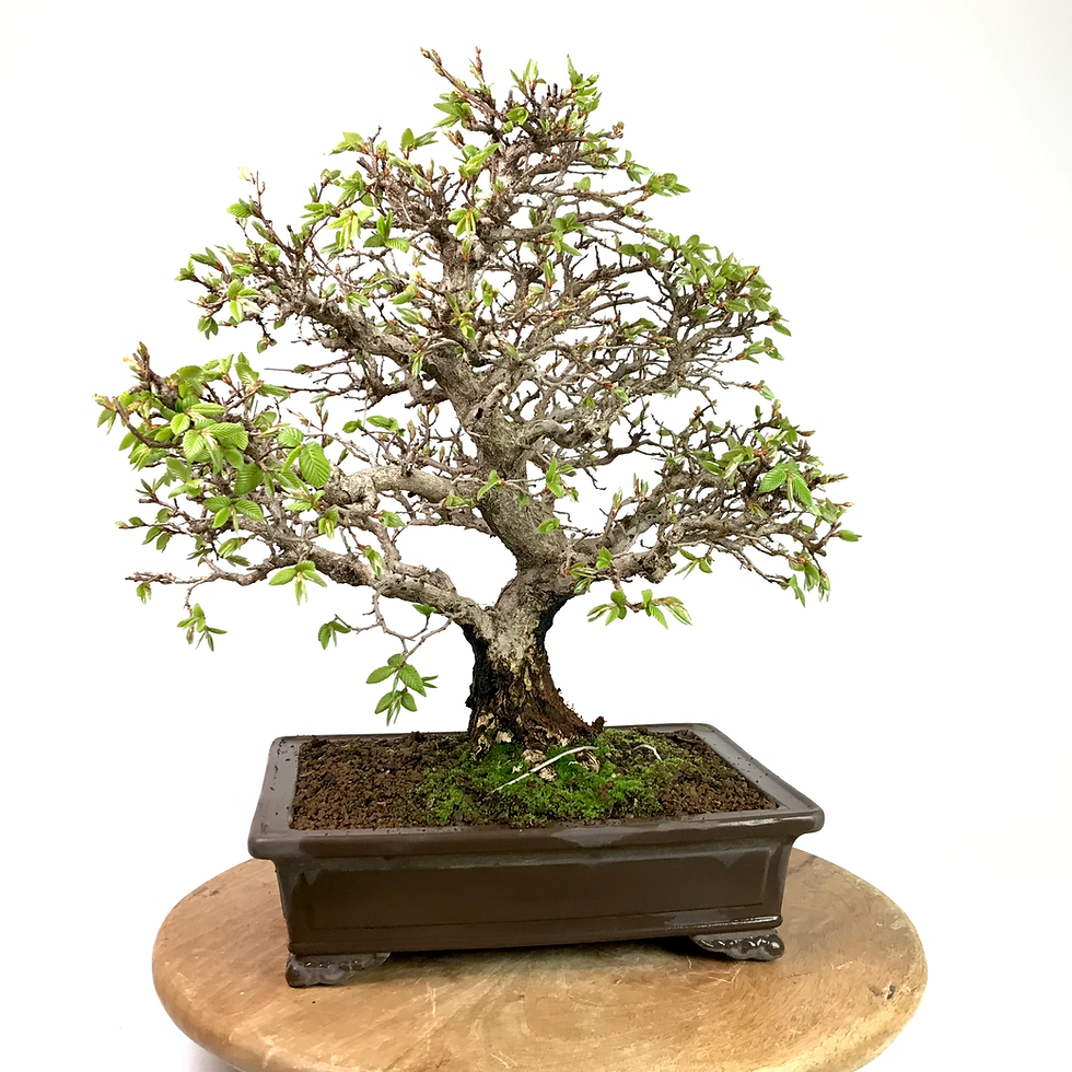 CHARME Rouge Laxiflora +35 ans de 45 cm de.hauteur C46