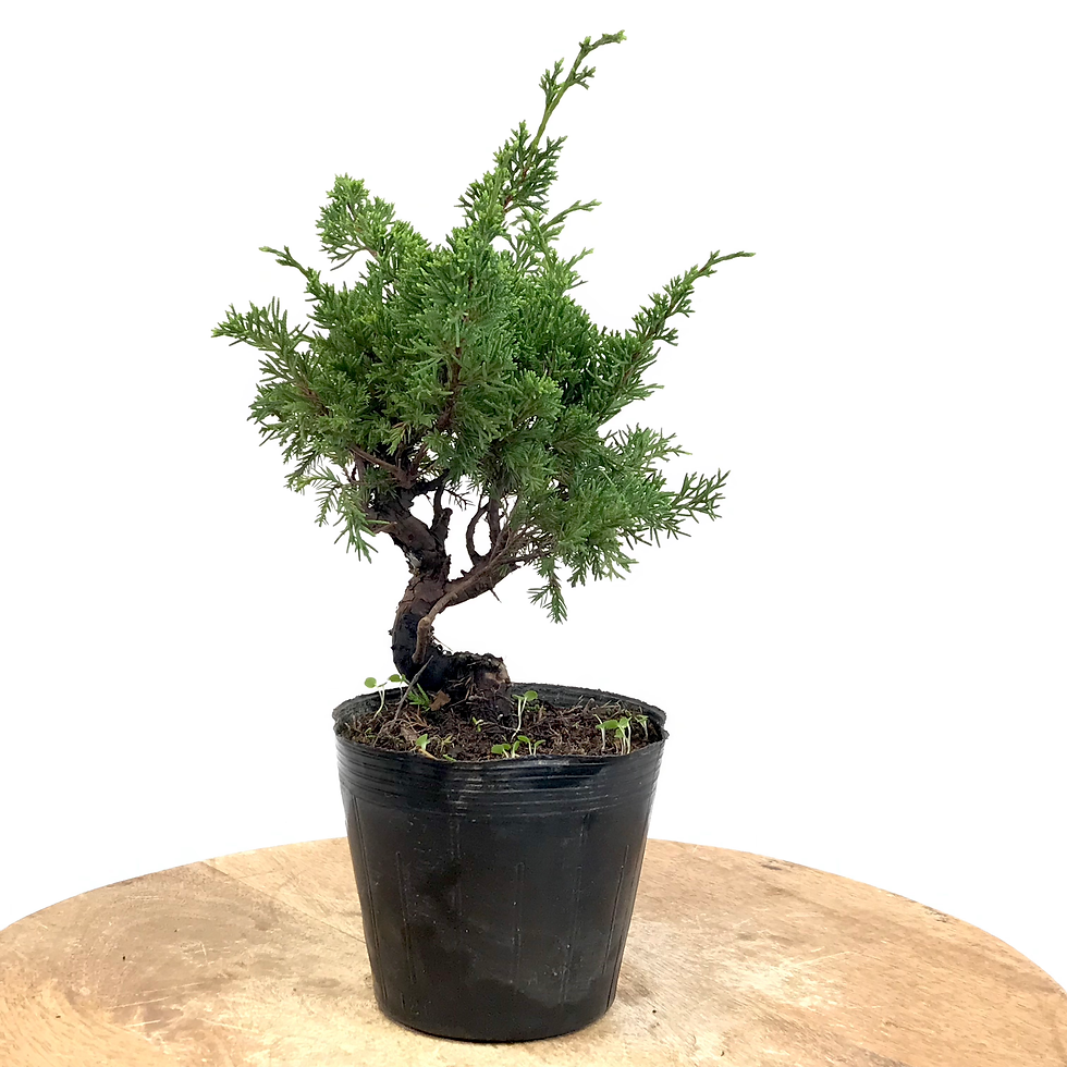 Miniature : JUNIPERUS Chinensis 10 ans de 27 cm de hauteur   X35