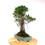 Miniature : FICUS Retusa 14-15 ans de 48 cm de hauteur   H74