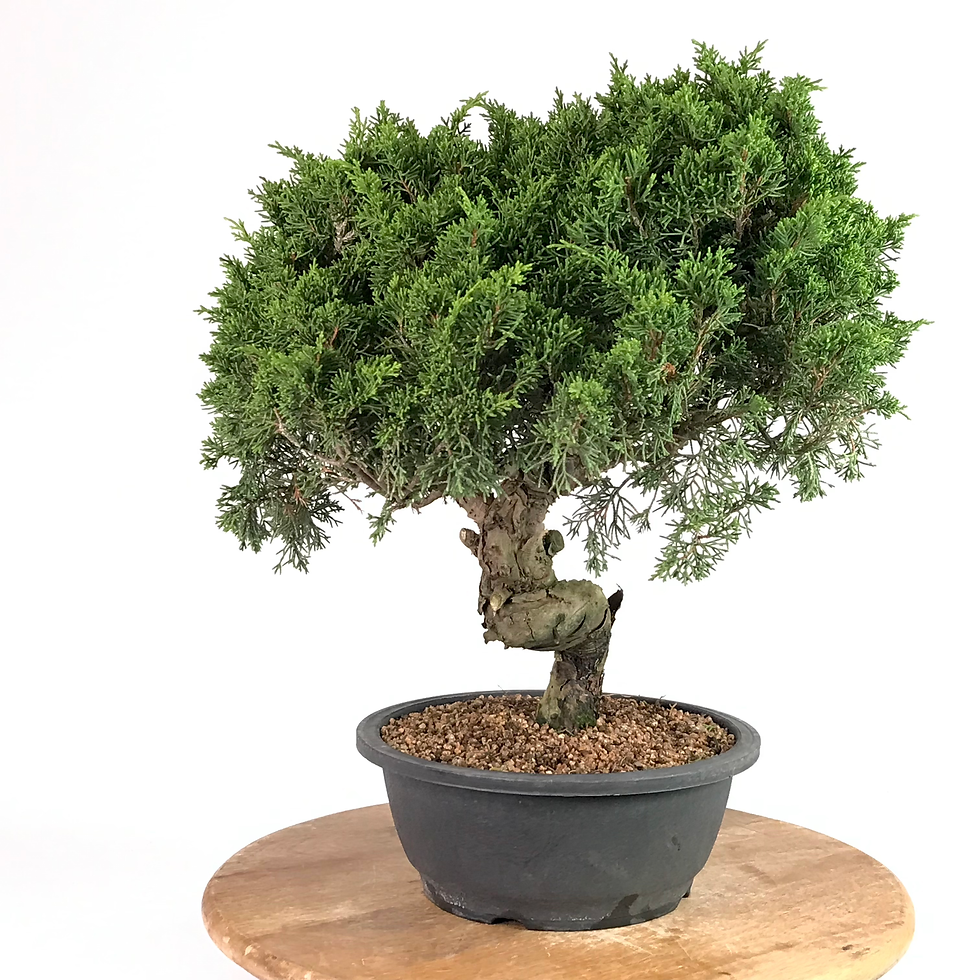 Miniature : JUNIPERUS Chinensis Itoigawa +20 ans de 45 cm de hauteur   XX13