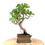 Miniature : FICUS Retusa 8 ans de 37 cm de hauteur  X20