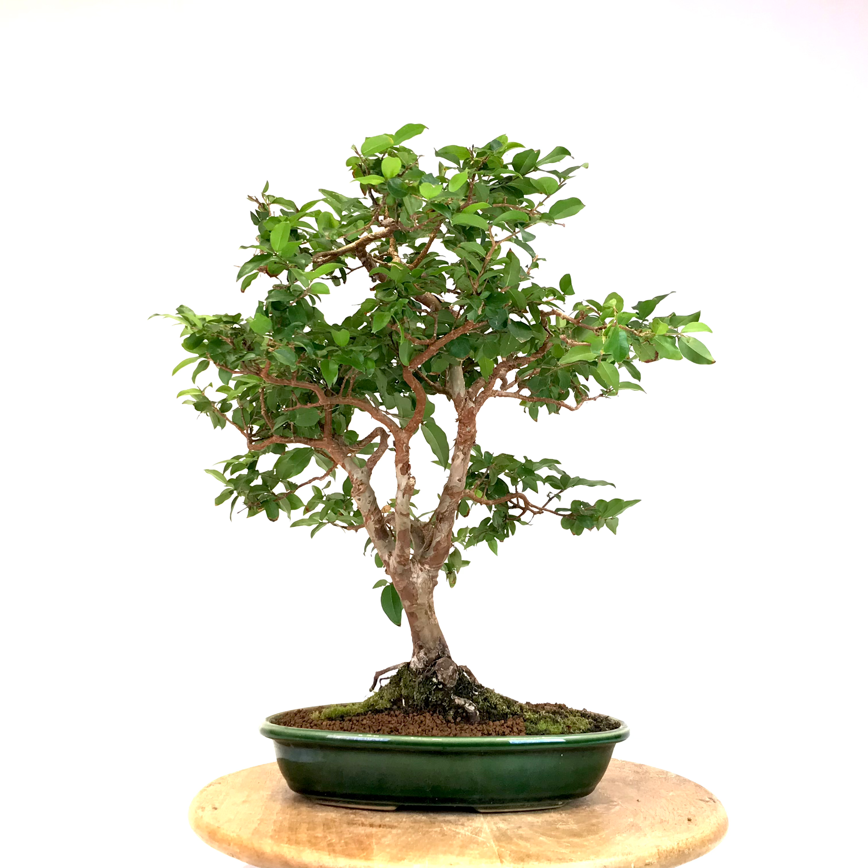 PRUNIER de Java 16-18 ans de 50 cm de hauteur E93