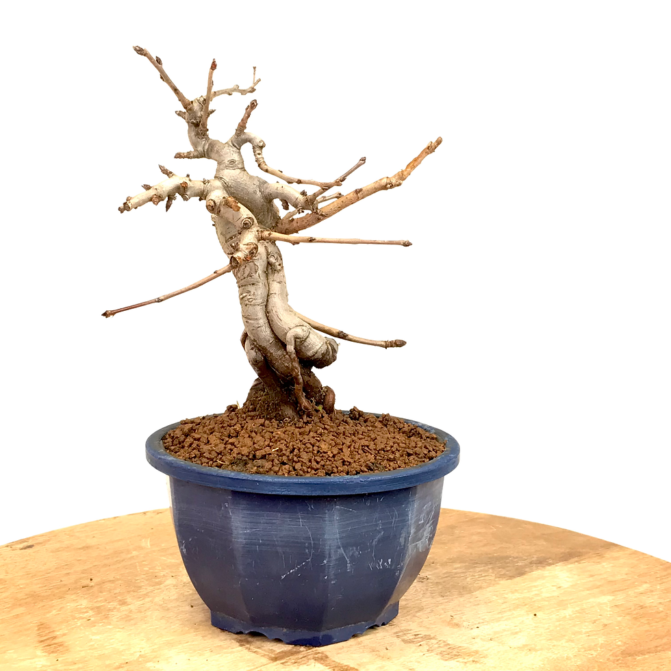 Miniature : PHOTINIA Villosa 12-13 ans de 25 cm de hauteur  E37
