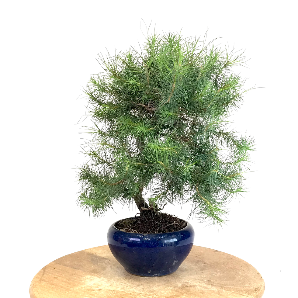Miniature : PIN de Provence PINUS Halepensis 12-13 ans de 40 cm de hauteur   C40