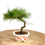 Miniature : PINUS Thunbergii PIN noir du Japon 12-13 ans de 18 cm de hauteur   H03