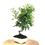 Miniature : BUISSON ARDENT Pyracantha Speciosa 8-9 ans de 39 cm de hauteur   A26
