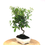 Miniature : BUISSON ARDENT Pyracantha Speciosa 8-9 ans de 39 cm de hauteur   A26