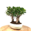 Miniature : FICUS Retusa 9 ans de 29 cm de hauteur  C42