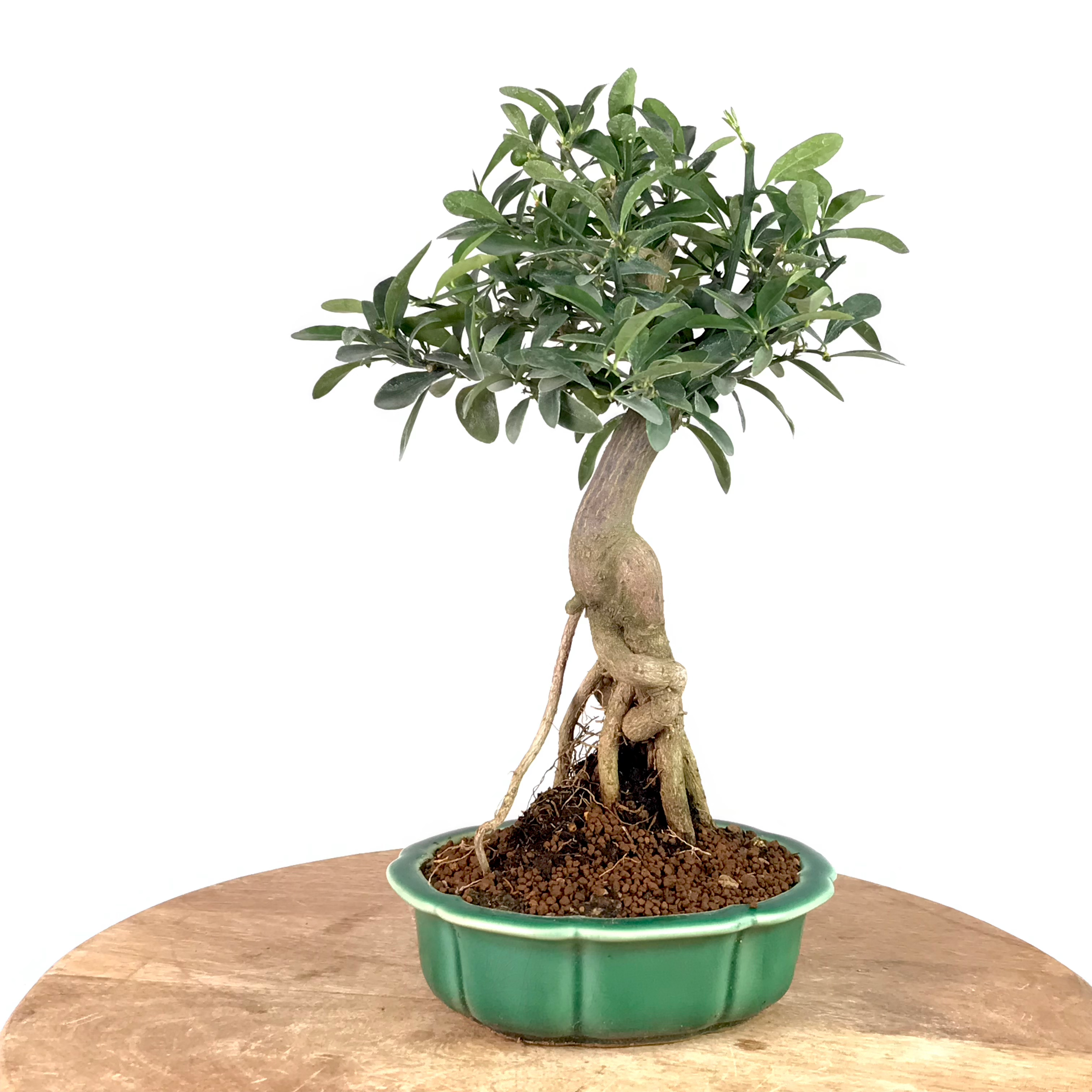 KUMQUAT nain de Hong Kong +15 ans de 33 cm de hauteur S72