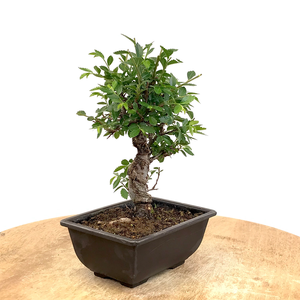 Miniature : ORME du Japon ZELKOVA Nire 9-10 ans de 21 cm de hauteur   T31