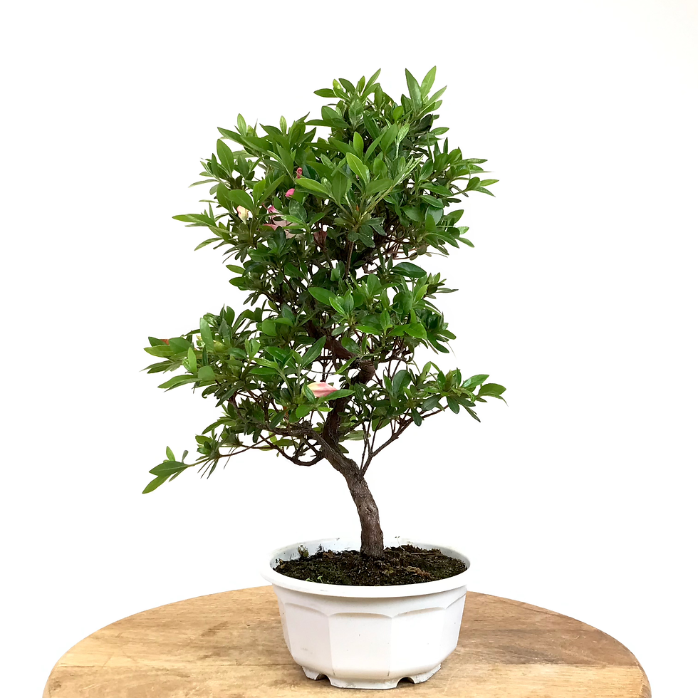 Miniature : AZALEE Satsuki 12 ans de 40 cm de hauteur   A99 Blanche marginé rose
