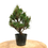 Miniature : PINUS Thunbergii PIN noir du Japon KOTOBUKI 13 ans de 32 cm de hauteur   A77