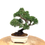 Miniature : JUNIPERUS Chinensis 10 ans de 28 cm de hauteur  S42