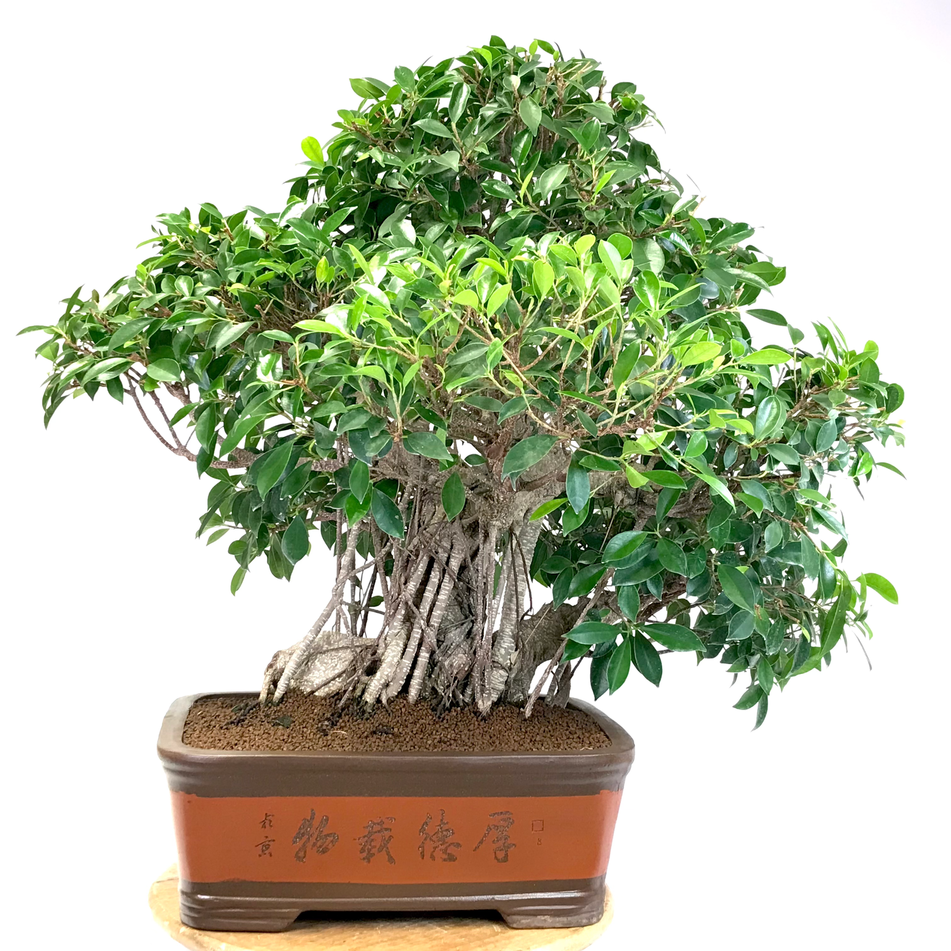 FICUS Retusa de +40 ans 78 cm de hauteur E77