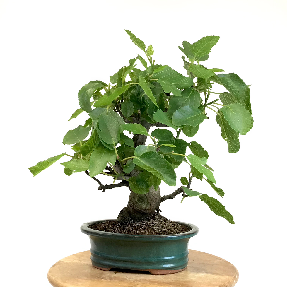 Miniature : FIGUIER commun +20 ans de 50 cm de hauteur   H57