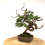 Miniature : JUNIPERUS Chinensis +12 ans de 30 cm de hauteur  E59