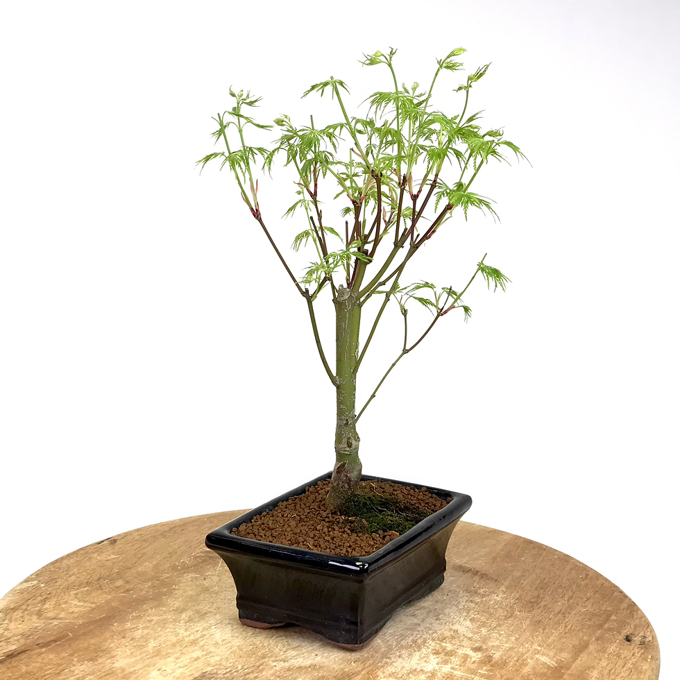 Miniature : ERABLE Japonais ACER Dissectum 7-8 ans de 33 cm de hauteur   X69