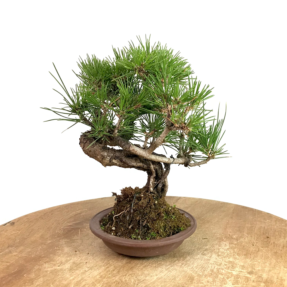 Miniature : PINUS Thunbergii PIN noir du Japon +18 ans de 22 cm de hauteur   H59