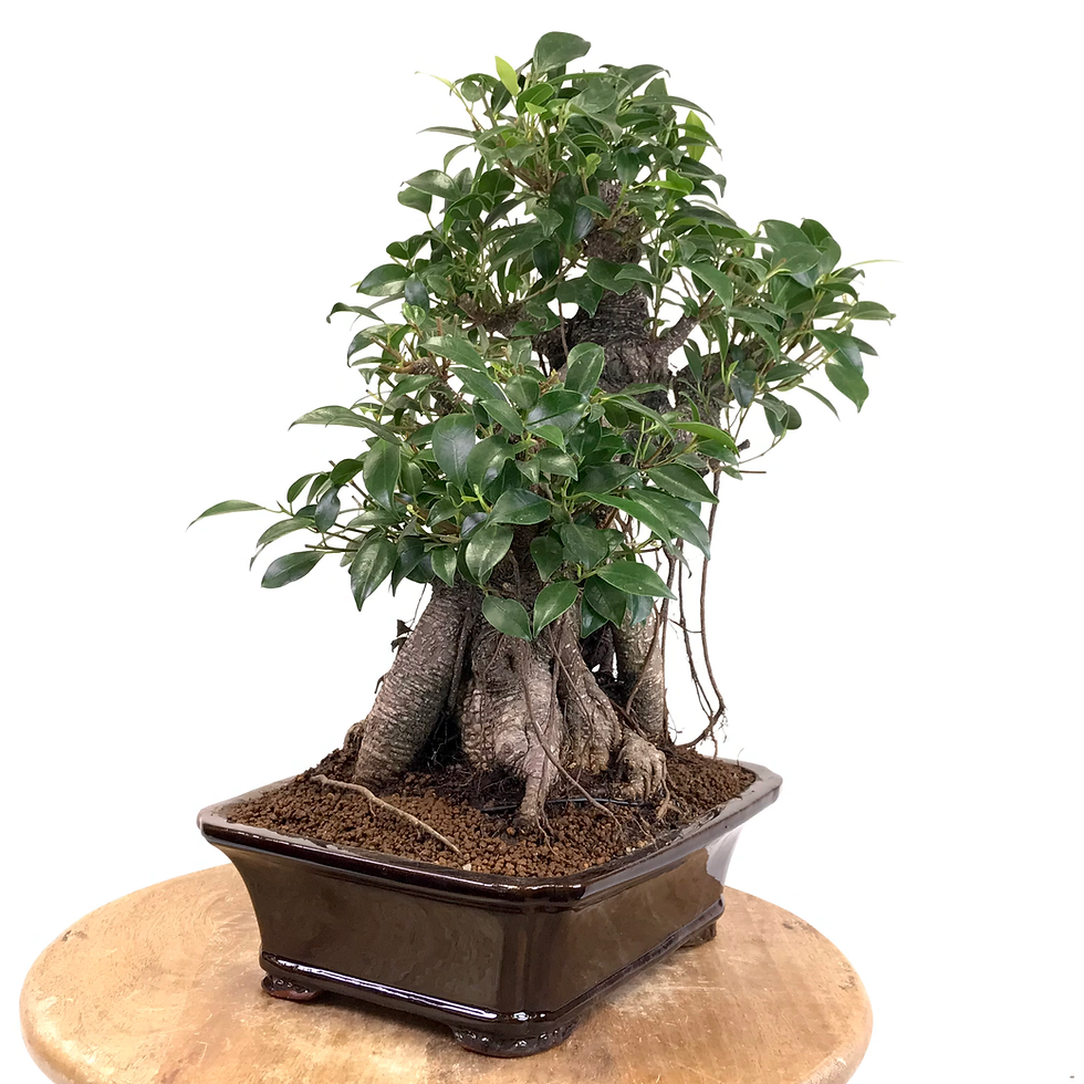 Miniature : FICUS Retusa +25 ans de 42 cm de hauteur   X12