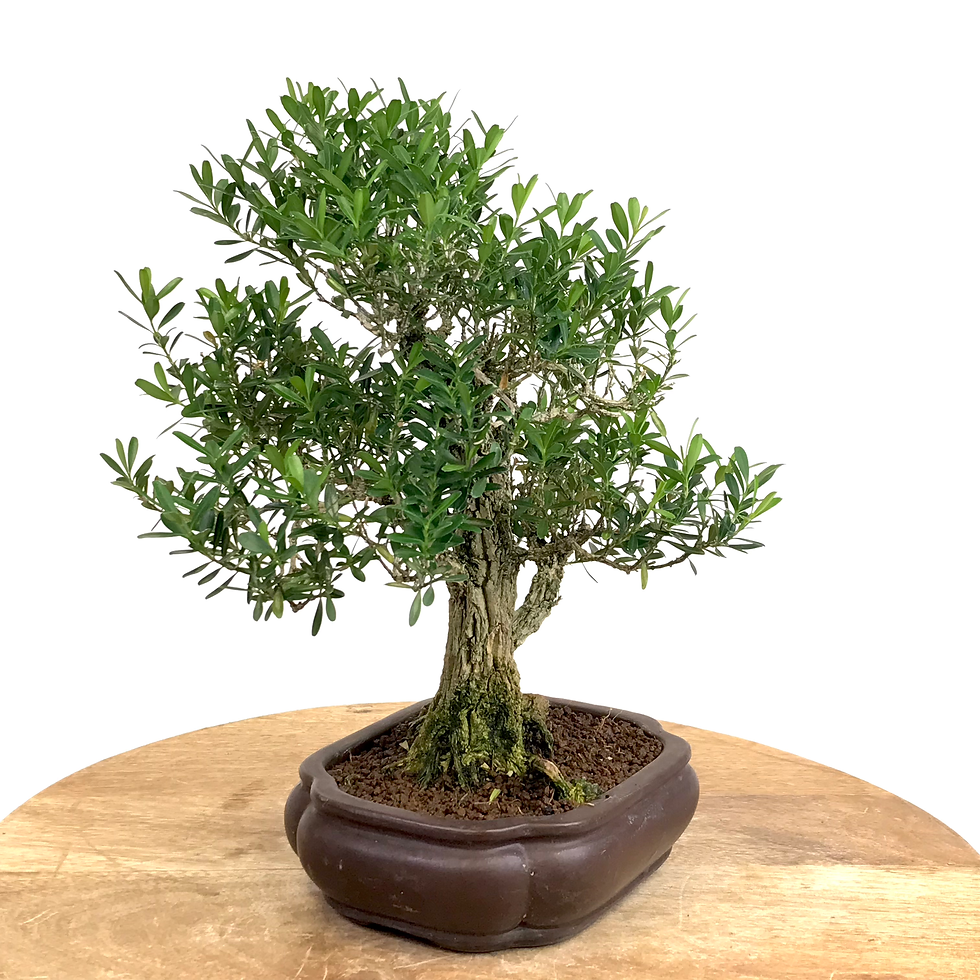 Miniature : BUIS au bois de liège 16-18 ans de 29 cm de hauteur   H97