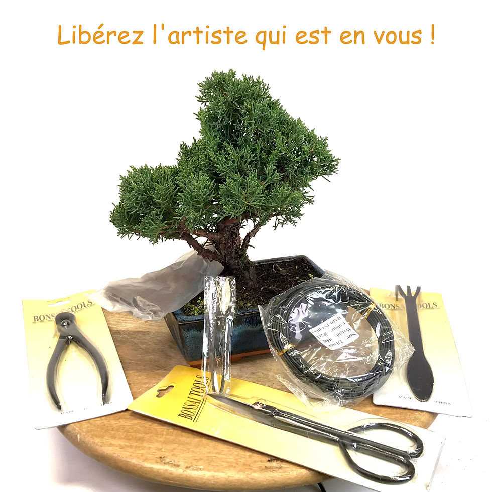 JUNIPERUS Chinensis 10 ans de 26 cm de hauteur + 6 outils T86