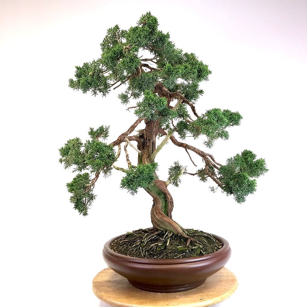 Miniature : JUNIPERUS Chinensis +60 ans de 74 cm de hauteur  C82