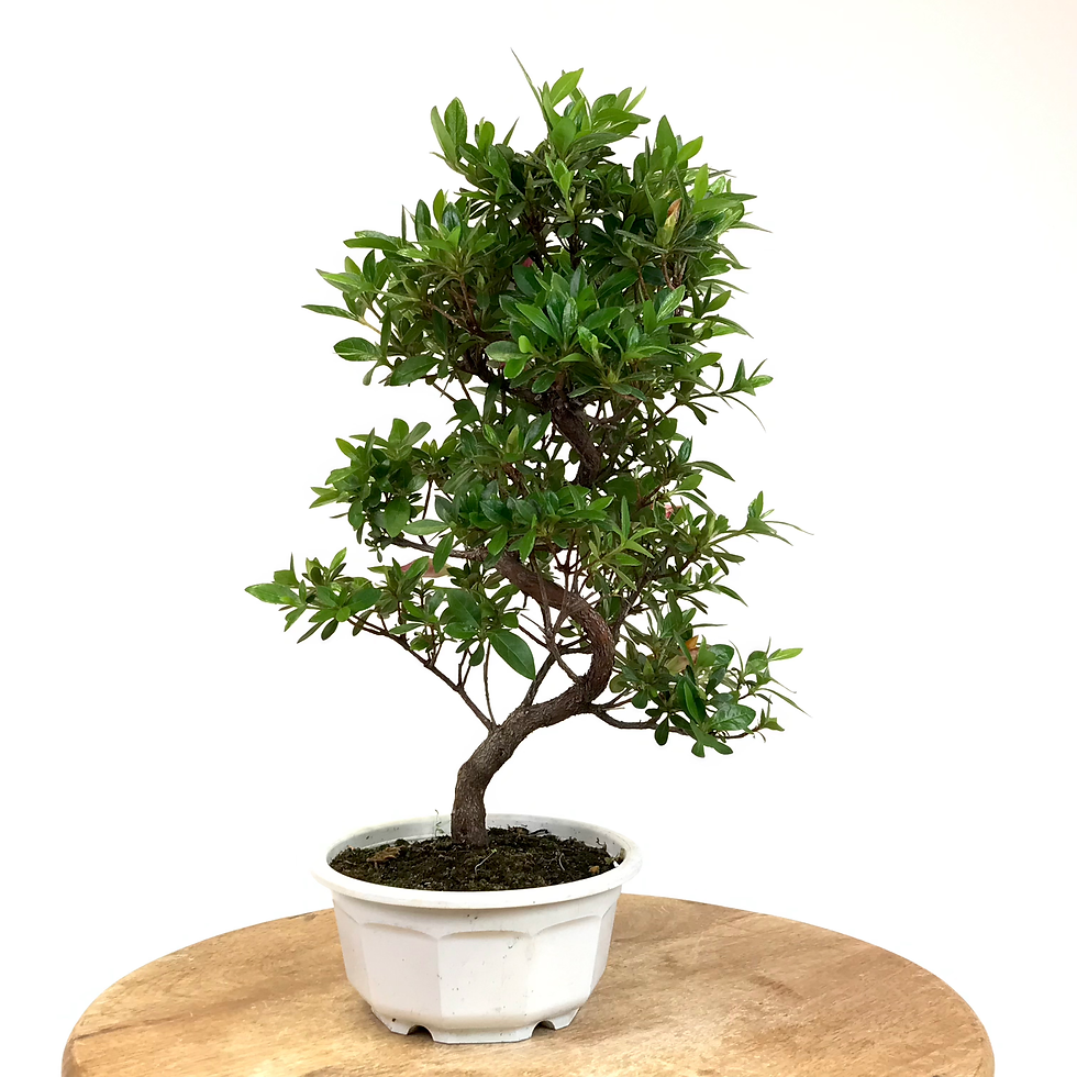 Miniature : AZALEE Satsuki 12 ans de 40 cm de hauteur   A99 Blanche marginé rose