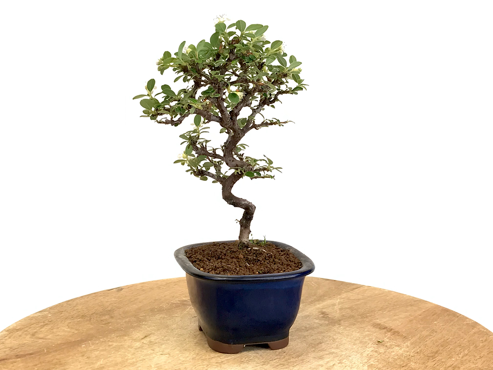 Miniature : COTONEASTER Horizontalis 8-9 ans de 24 cm de hauteur  H56