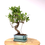 Miniature : FICUS Retusa 8 ans de 40 cm de hauteur  H53