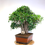 Miniature : FICUS Retusa de +40 ans 78 cm de hauteur  E77