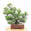 Miniature : PINUS Thunbergii PIN noir du Japon +25 ans de 44 cm de hauteur   H60