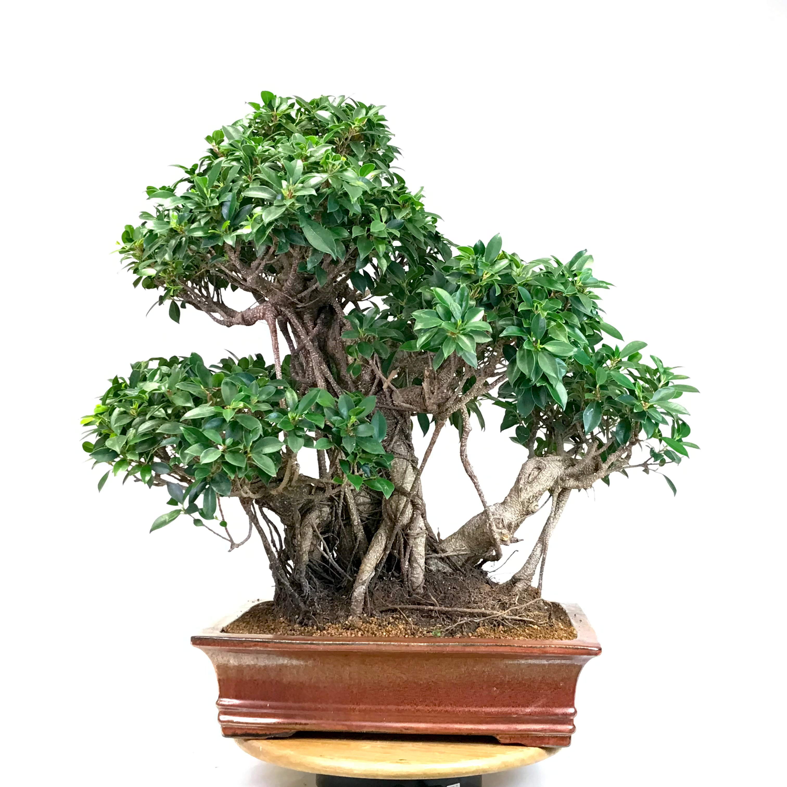 FICUS Retusa de 35-40 ans 77 cm de hauteur H10