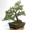 Miniature : PIN blanc du Japon +40 ans de 88 cm de hauteur  C40