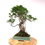 Miniature : FICUS Retusa 14-15 ans de 48 cm de hauteur   H74