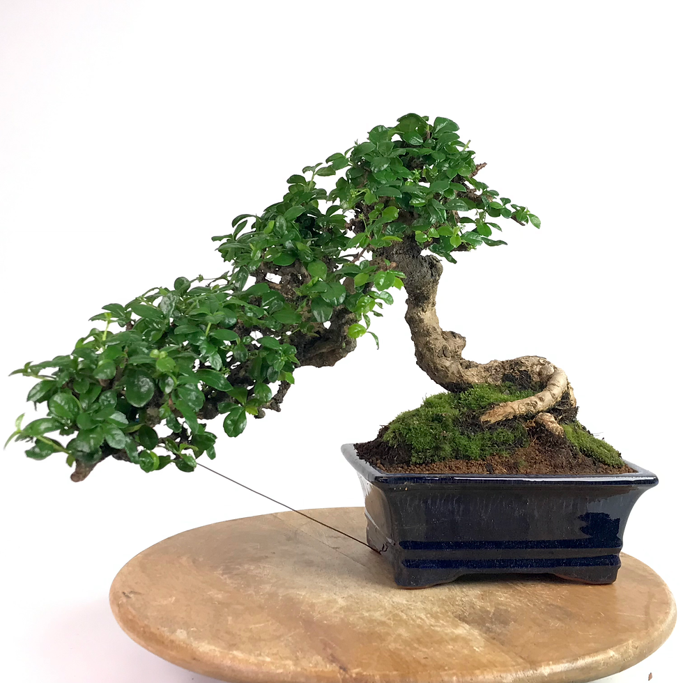 Miniature : ARBRE à THÉ de 15-16 ans 35 cm de hauteur  S86