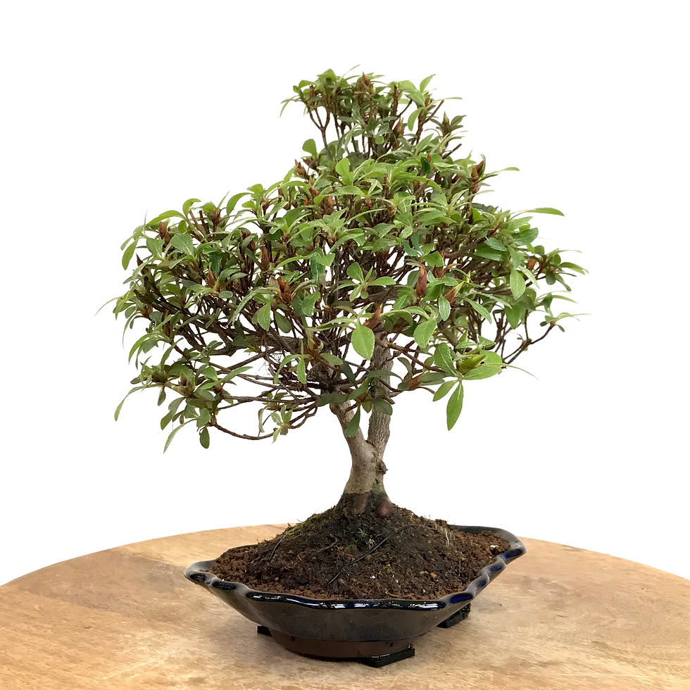 Miniature : AZALEE Satsuki 11 ans de 27 cm de hauteur   X53