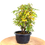 Miniature : ERABLE de Burger de 12-13 ans 31 cm de hauteur   Forêt   E62
