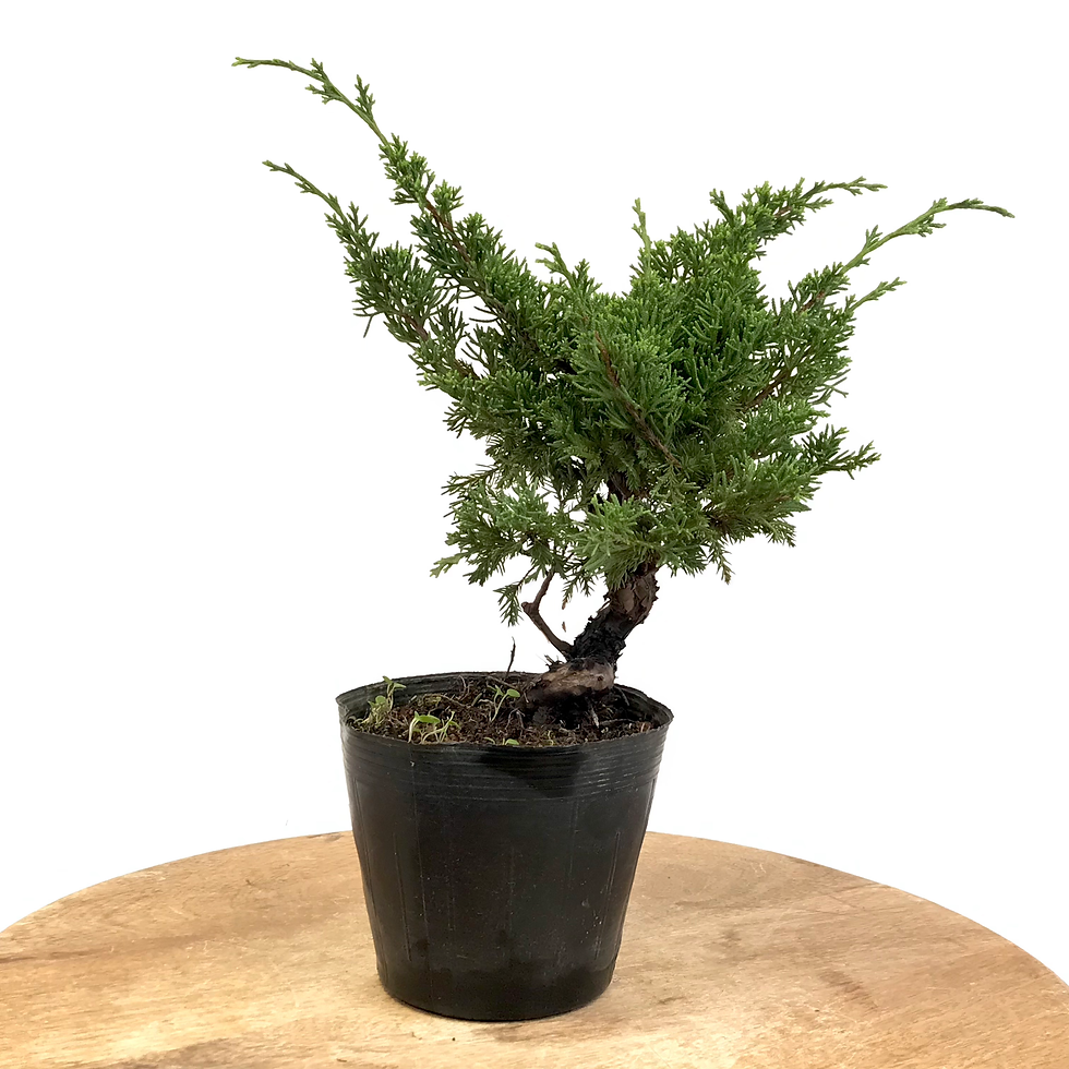 Miniature : JUNIPERUS Chinensis 10 ans de 27 cm de hauteur   X35