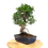 Miniature : FICUS Retusa 12-13 ans de 44 cm de hauteur  C16