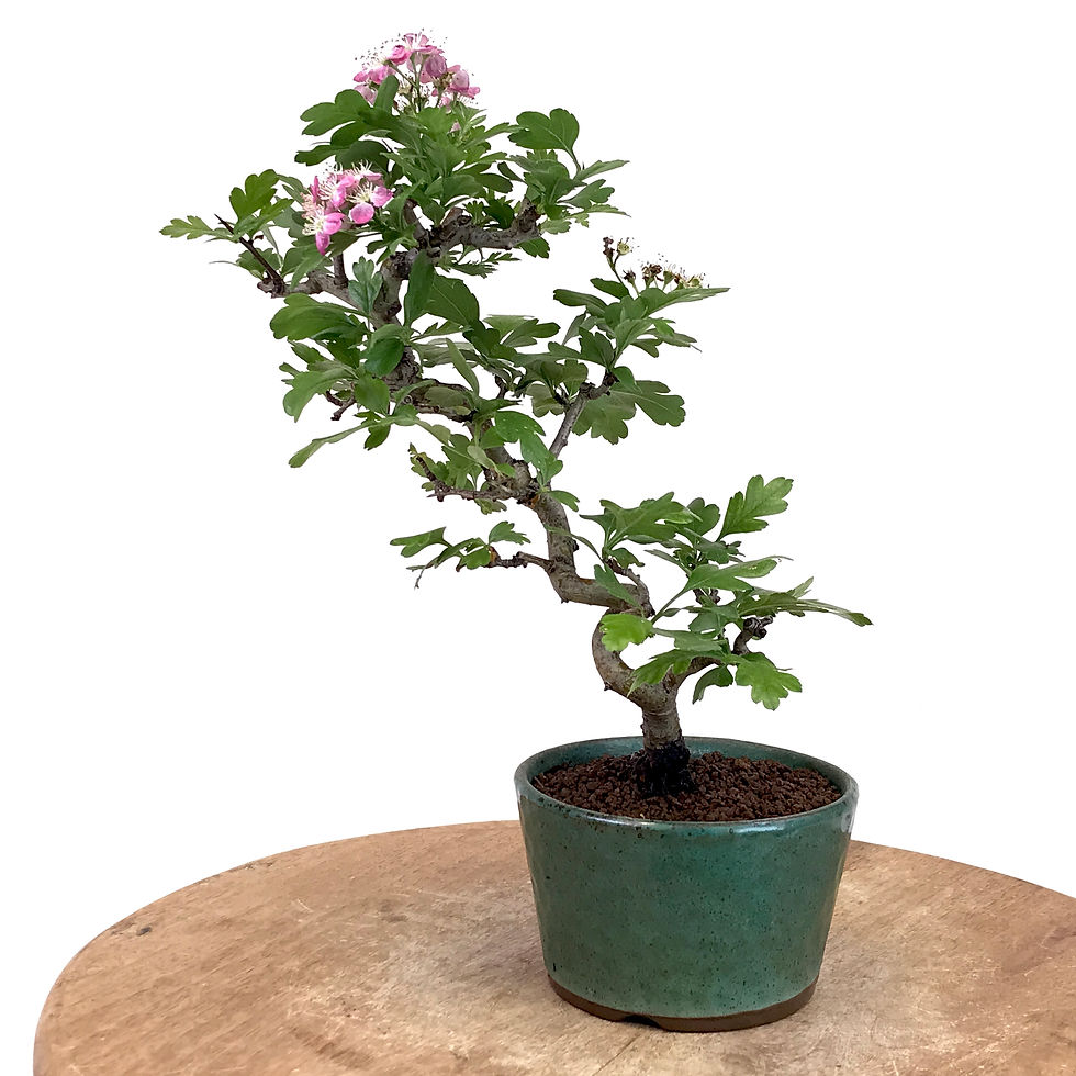 Miniature : AUBEPINE Rose CRATAËGUS Cuneata 10 ans de 30 cm de hauteur   E24