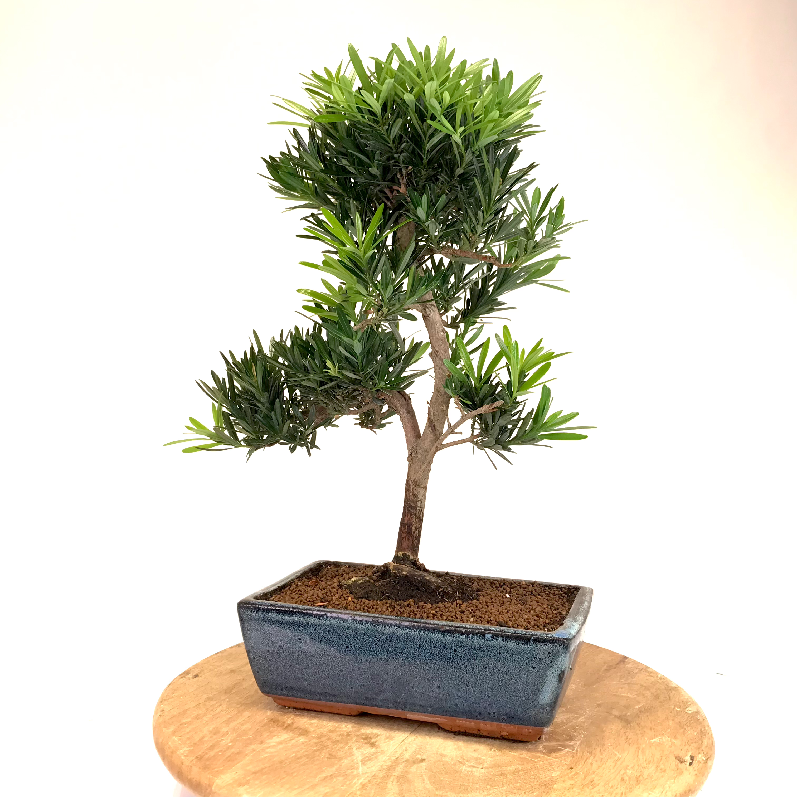 PIN des Bouddhistes 12-13 ans 45 cm de hauteur A30