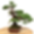 Miniature : JUNIPERUS Chinensis Itoigawa +25 ans 33 cm de hauteur  T22