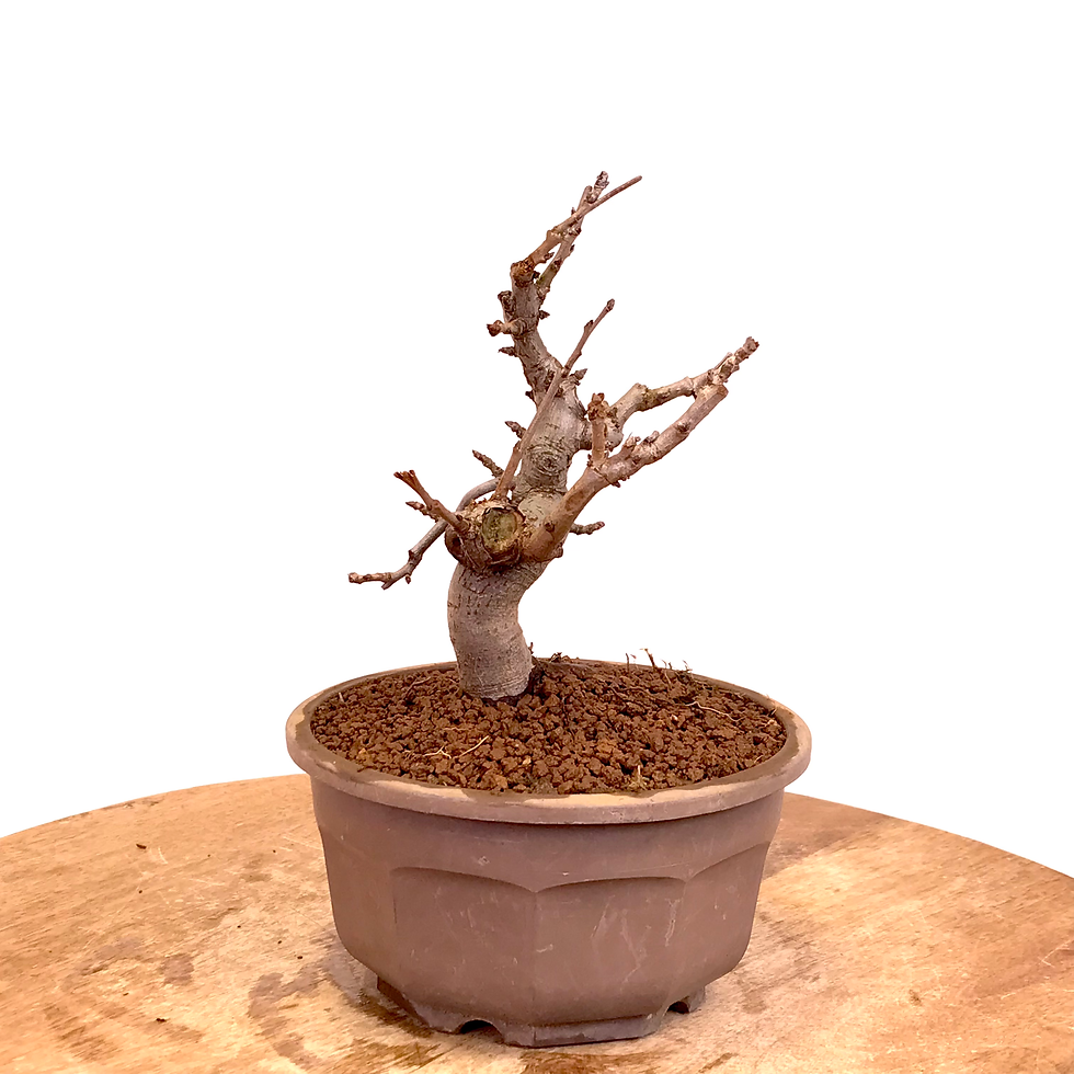 Miniature : PHOTINIA Villosa 12-13 ans de 22 cm de hauteur  X25