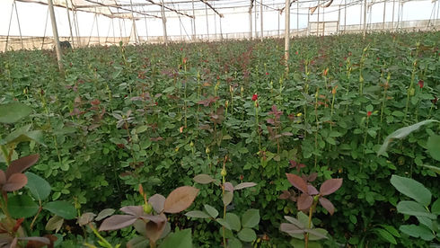 WhatsApp Image 2024-01-21 at 17.52.16 (1).jpeg