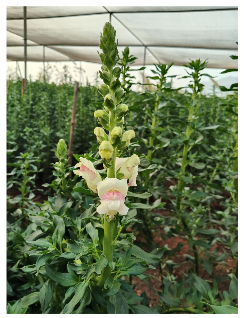 SnapDragon Pink AppleBlossom