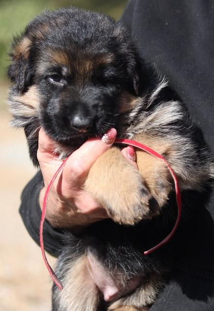 Texas German Shepherd Puppy