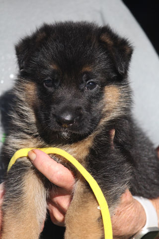 Texas German Shepherd Puppies